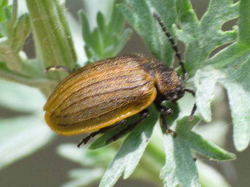 Galeruca pomonae (Scopoli, 1763)